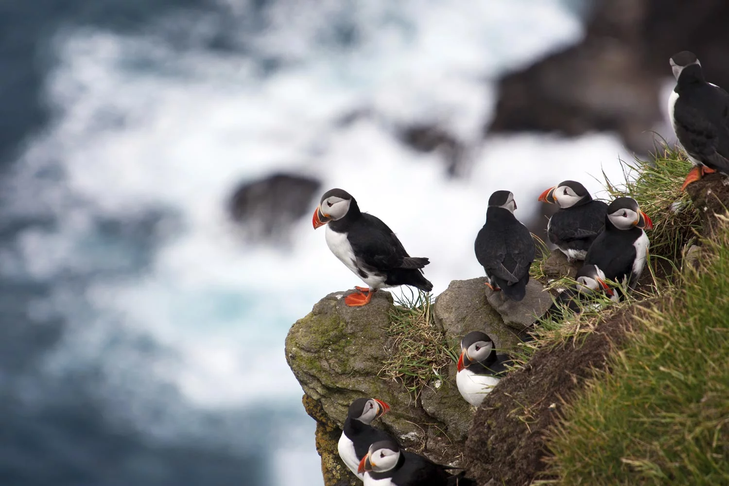 © CliffsofMoher.ie - Puffins, one of the bird species protected under the Directive